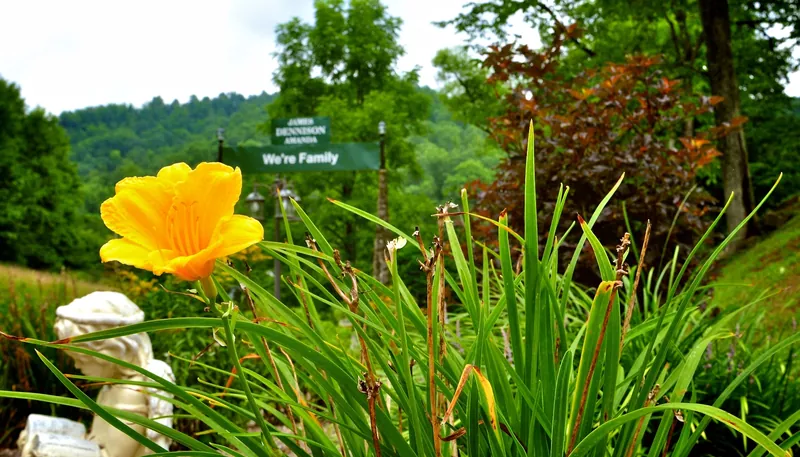 A yellow lily in bloom with the park sign in the background
